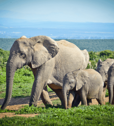 Untitled design (90) (1)